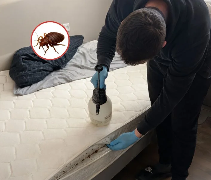 Technicien traitant un matelas contre les punaises de lit à Vert-le-Petit